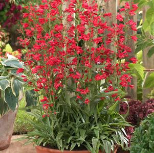 Penstemon schmidel 'Red Riding Hood'