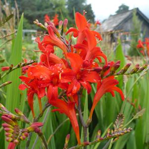 Crocosmia 'Lucifer'