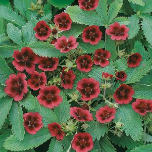 Potentilla thurberi 'Monarch's Velvet'