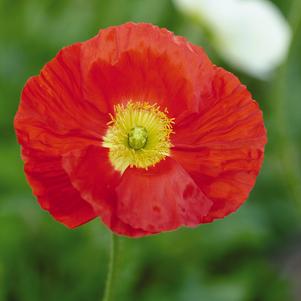 Papaver nudicaule 'Champagne Bubbles Scarlet'