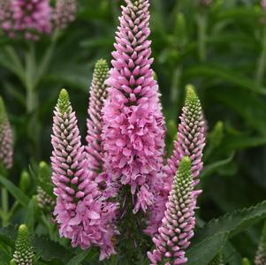 Veronica longifolia 'Skyward™ Pink'