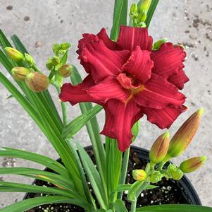 Hemerocallis 'Double Pardon Me'