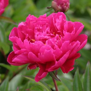 Peony 'Karl Rosenfield'