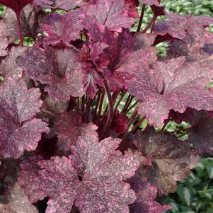 Heuchera 'Midnight Rose'