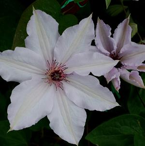 Clematis 'Snow Queen'