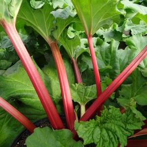 Rhubarb 'Canada Red'