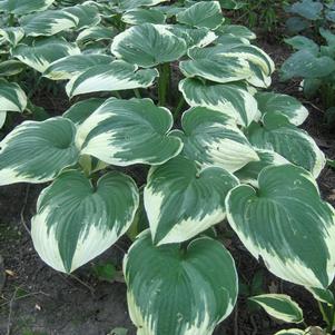 Hosta 'Robert Frost'