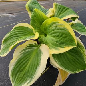 Hosta 'Diana Remembered'