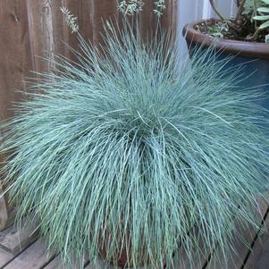 Festuca glauca 'Beyond Blue'