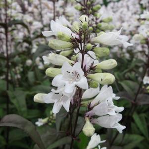 Penstemon digitalis 'Husker's Red'