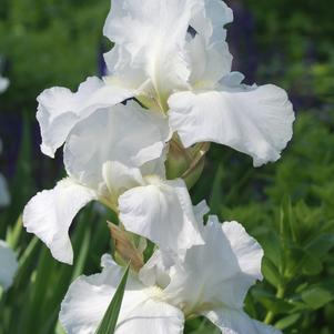 Iris germanica 'Immortality'