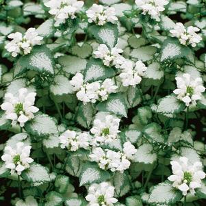 Lamium maculatum 'White Nancy'