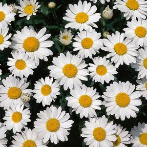 Leucanthemum superbum 'Snowcap'