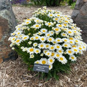 Leucanthemum superbum 'Madonna'