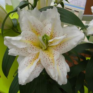 Lilium - Oriental Lily Double Flowering 'Roselily™ Sita'