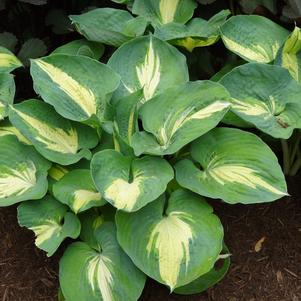 Hosta 'Dream Queen'