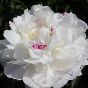 Peony 'Shirley Temple'