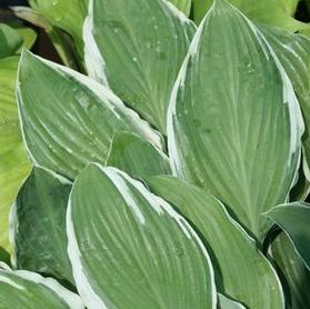 Hosta 'American Halo'