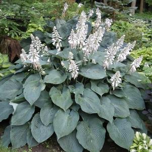 Hosta 'Blue Angel'