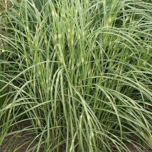 Miscanthus sinensis 'Little Zebra'