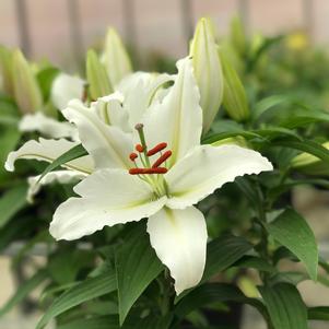 Lilium - Oriental Lily 'Casa Blanca'