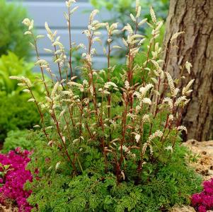 Aruncus aethusifolia 