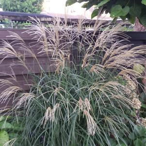 Miscanthus sinensis 'Silberfeder'