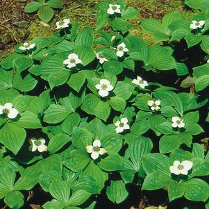 Cornus canadensis 