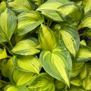 Hosta 'Great Expectations (sieboldiana)'