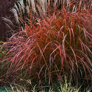 Miscanthus sinensis 'Fire Dragon'