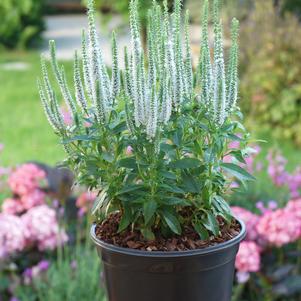 Veronica spicata 'Snow Candles'