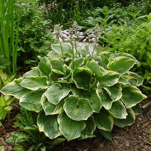 Hosta 'Christmas Tree'