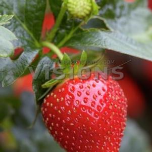 Strawberry 'Eversweet'