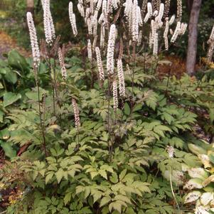 Cimicifuga ramosa 'Atropurpurea'