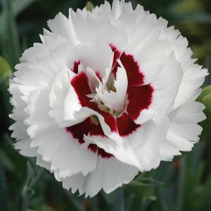 Dianthus 'Scent First® Coconut Surprise'