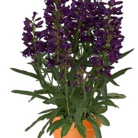 Penstemon barbatus 'Pristine Lilac Purple'