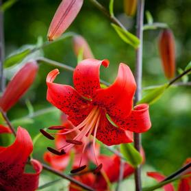 Lilium - Tiger Lily 'Red'