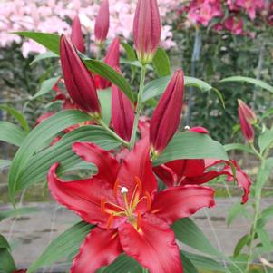 Lilium - Oriental Lily 'Scorpio'