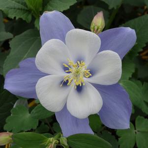 Aquilegia 'Songbird Bluebird'