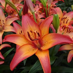 Lilium - LA Hybrid Lily 'Royal Sunset'