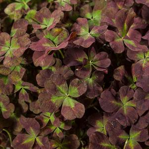 Trifolium repens '4 Luck® Coco Mint'