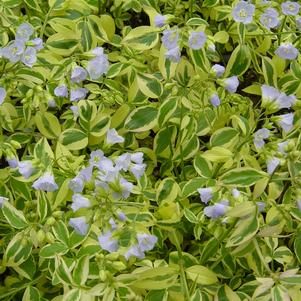 Polemonium reptans 'Stairway to Heaven'