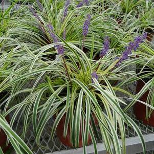 Liriope muscari 'Variegata'