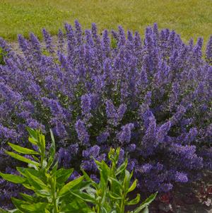 Nepeta faassenii 'Junior Walker™'