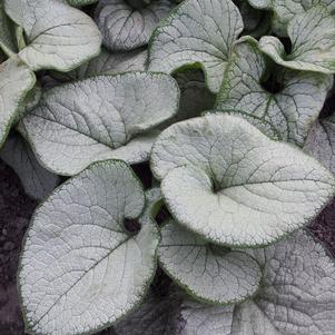 Brunnera macrophylla 'Silver Heart'