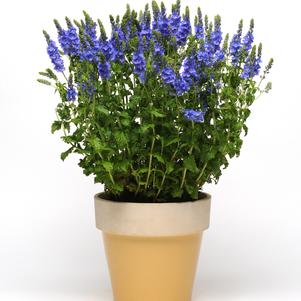 Veronica austriaca 'Venice Blue'