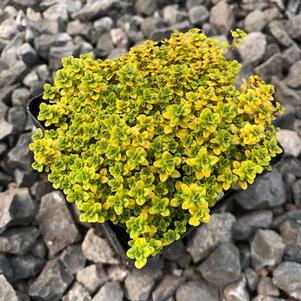 Thymus vulgaris 'Archer's Gold'