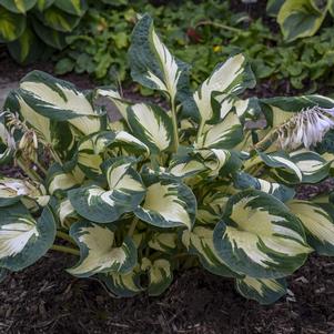 Hosta 'Hans'