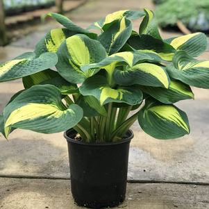 Hosta 'Lakeside Cupcake'