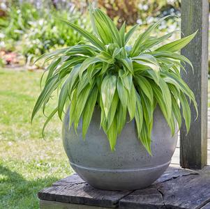 Hosta 'Hyuga Urajiro'